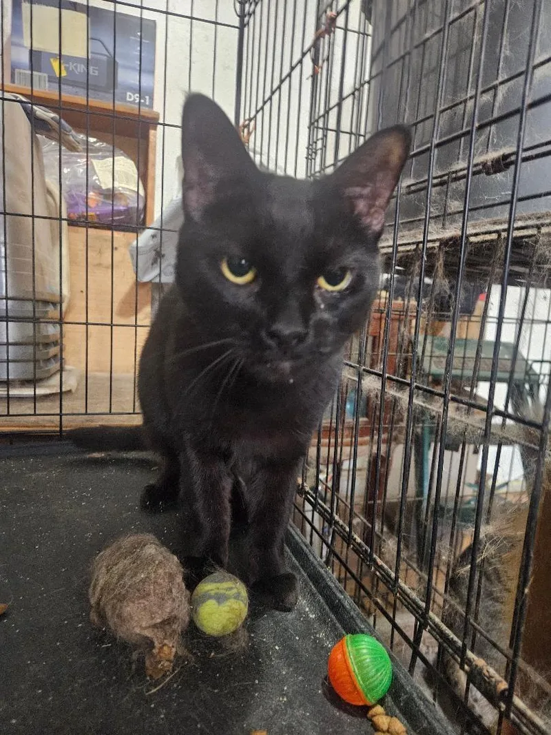 An adult medium-sized male Black Domestic Short Hair cat named Onyx for adoption in Brooklyn, NY