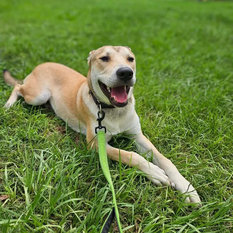 A baby large-sized female Apricot / Beige Shepherd dog named Beckham for adoption in Spring, TX