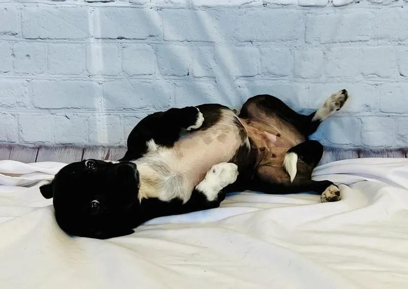Oreo
