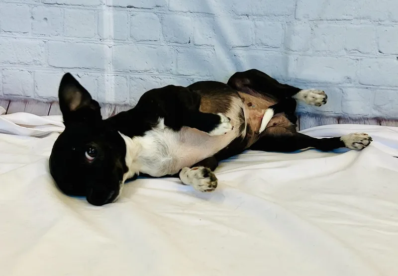 Oreo thumbnail 3