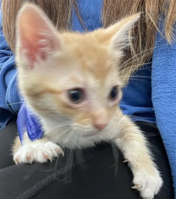 A baby medium-sized female Domestic Short Hair cat named Orchid for adoption in Dallas, TX