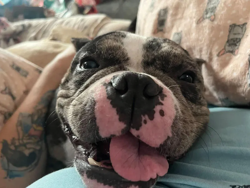 A young medium-sized female American Bulldog dog named Marbles for adoption in Hillside, IL
