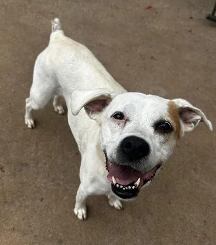 A young large-sized female Boxer dog named Annabella for adoption in Wilkesboro, NC