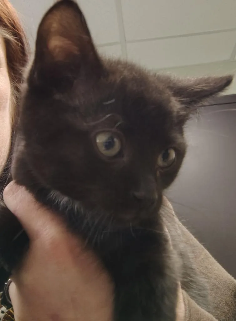 A baby small-sized male Domestic Short Hair cat named Atlas for adoption in Saint Clairsville, OH
