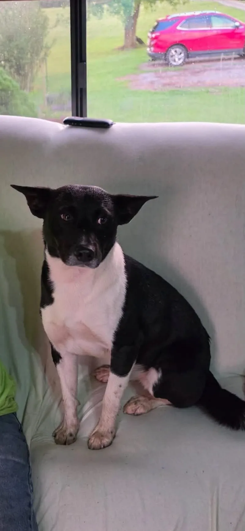 A young medium-sized male Pit Bull Terrier dog named Stache for adoption in Georgetown, OH