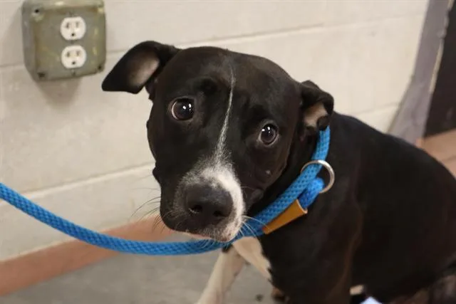 A young medium-sized female Mixed Breed dog named Aruba for adoption in Columbia, SC