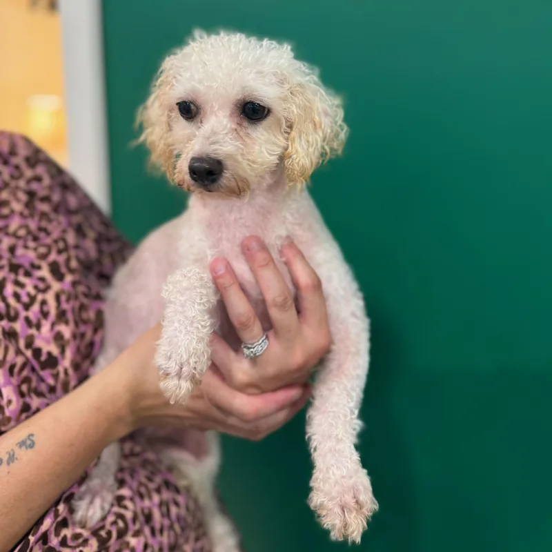 A senior small-sized female Bichon Frise dog named Legacy In Motion for adoption in Blue Springs, MO