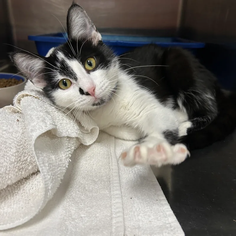 A baby medium-sized female Black & White / Tuxedo Tuxedo cat named Pinta for adoption in La Grange Park, IL