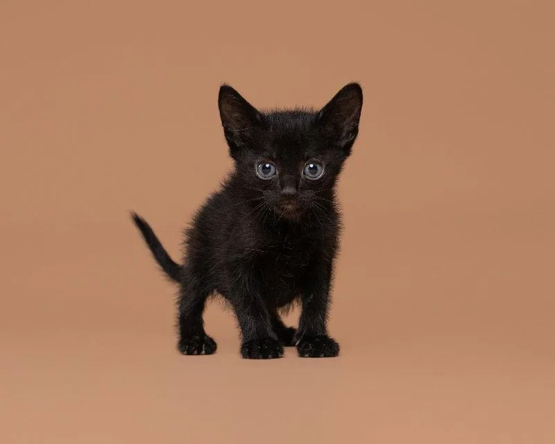 An adult small-sized male Black Domestic Short Hair cat named Orbiter for adoption in House Springs, MO