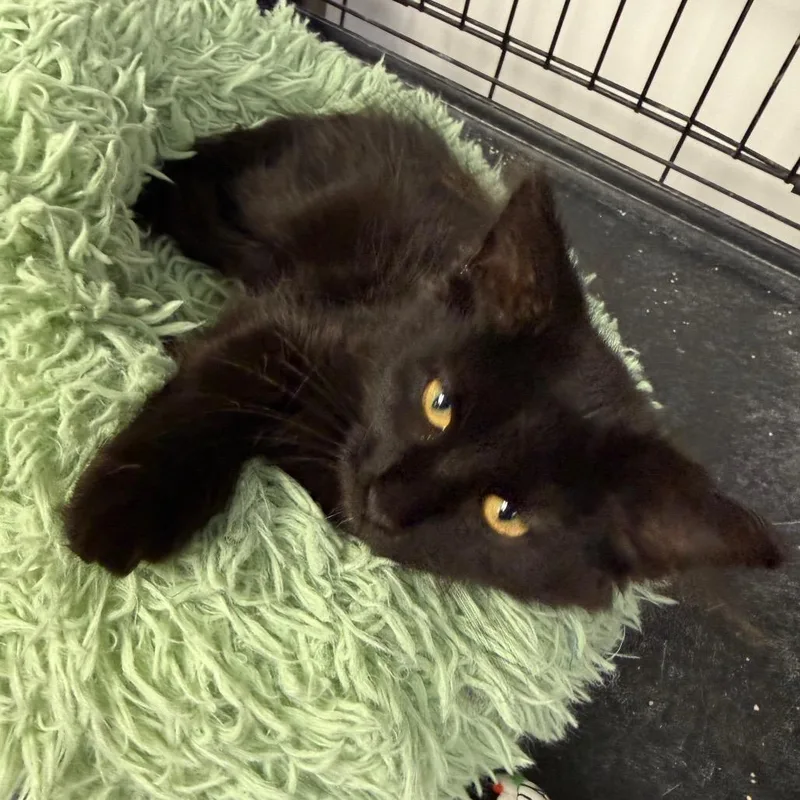 A baby small-sized female Black Domestic Long Hair cat named Madonna for adoption in Carroll, IA