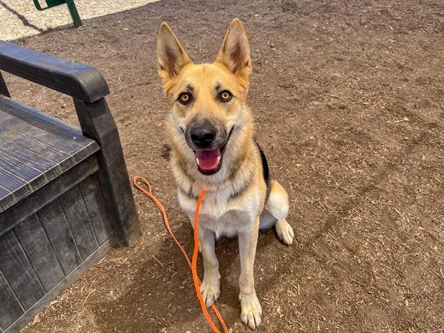 A young large-sized female German Shepherd Dog dog named Mandy for adoption in Tustin, CA