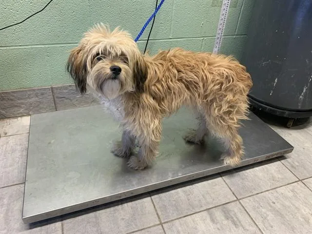 A young medium-sized female Lhasa Apso dog named Jett  Delayed for adoption in Grand Prairie, TX