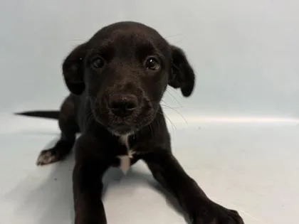 A baby small-sized female Labrador Retriever dog named Apple Tart for adoption in Golden Valley, MN
