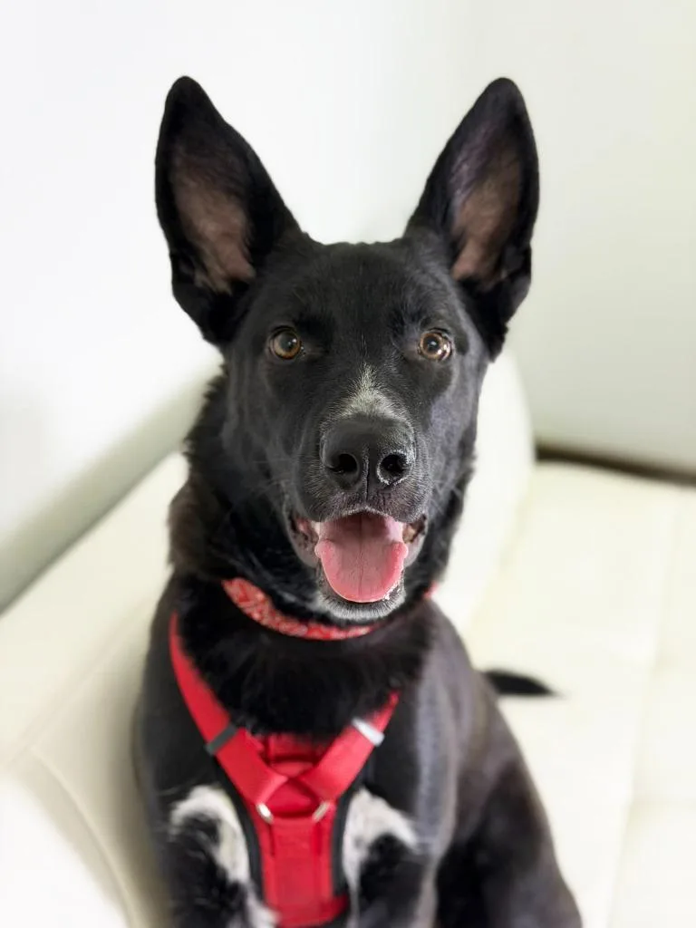 Maserati thumbnail 2