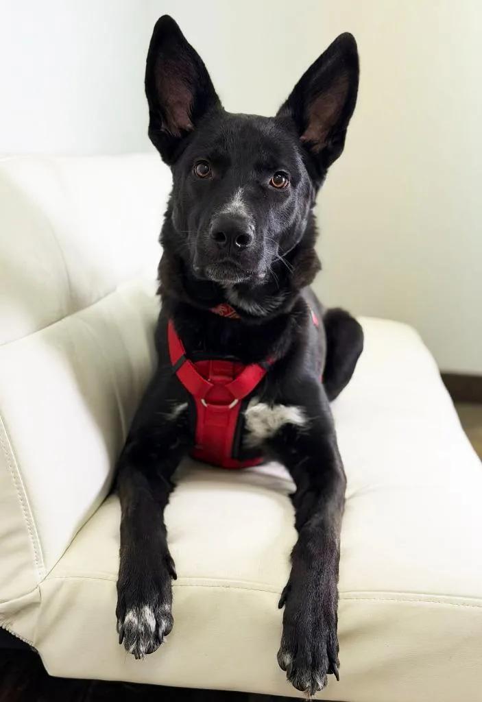 Maserati thumbnail 3