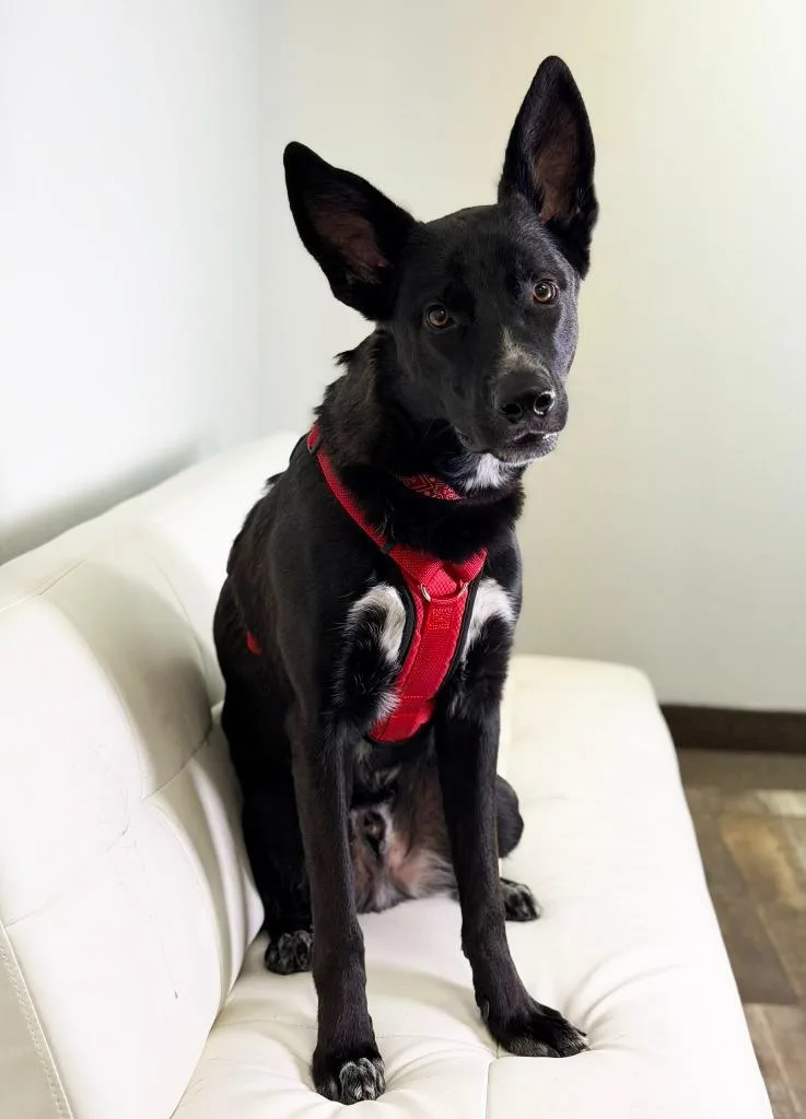 Maserati thumbnail 4