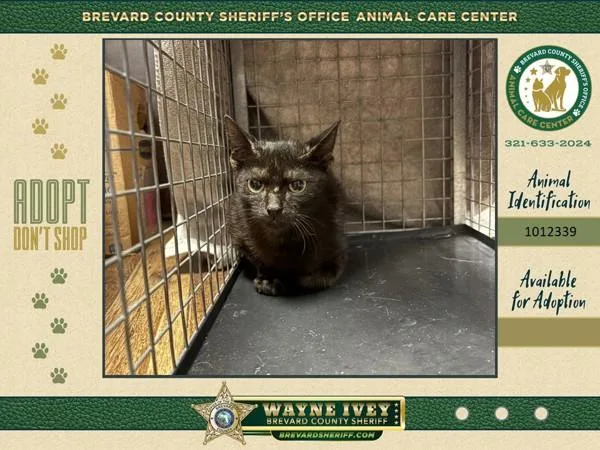 A baby small-sized female Domestic Short Hair cat named Yuki for adoption in Melbourne, FL