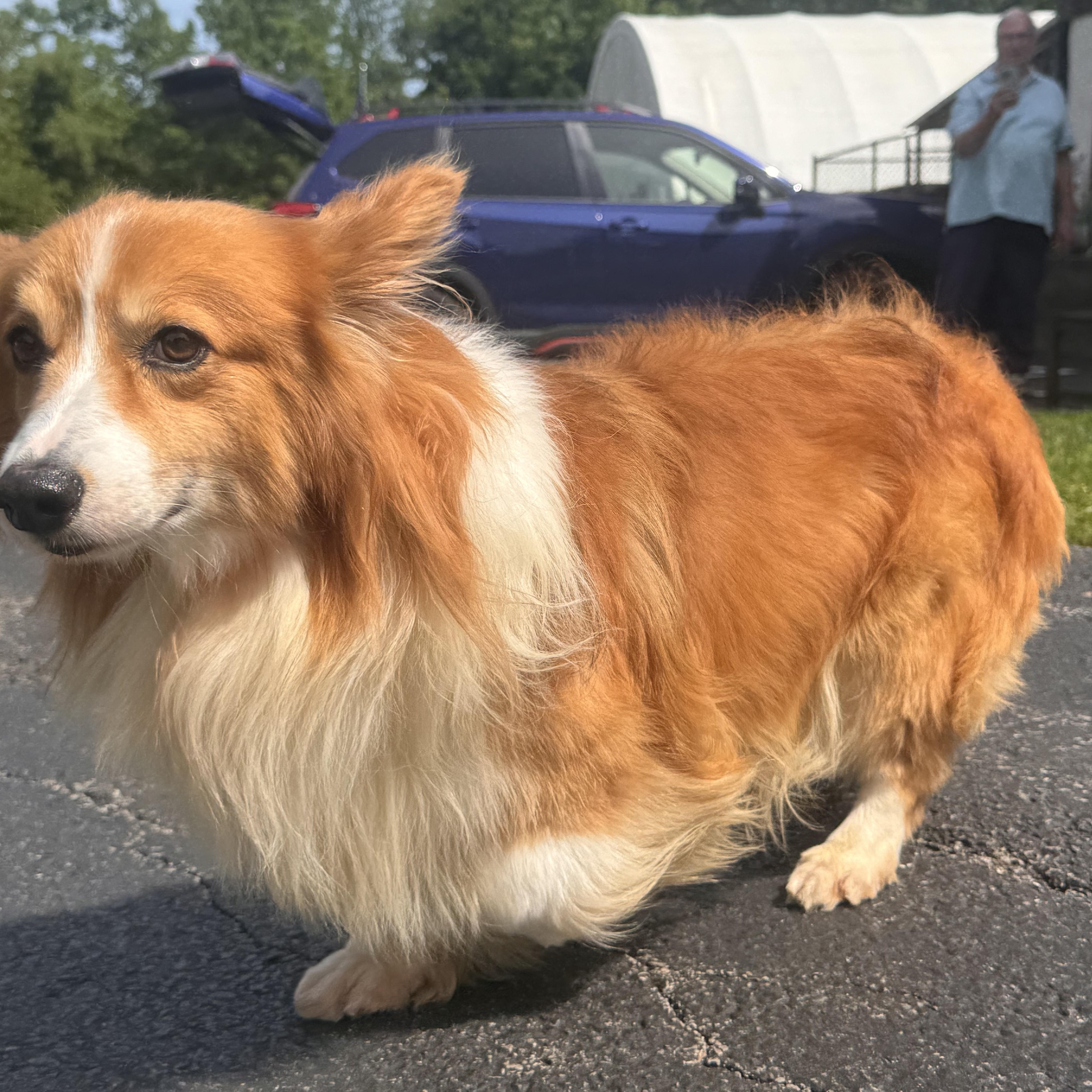 An adult medium-sized male Golden Corgi dog named Ringo for adoption in Chester Springs, PA