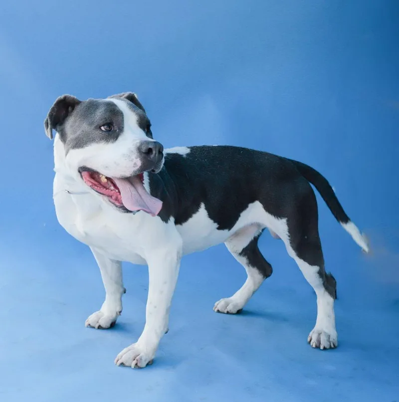 An adult medium-sized male Pit Bull Terrier dog named Tedgar for adoption in Pasadena, CA