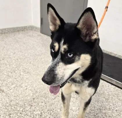 An adult large-sized female Siberian Husky dog named Ronnie for adoption in Gastonia, NC