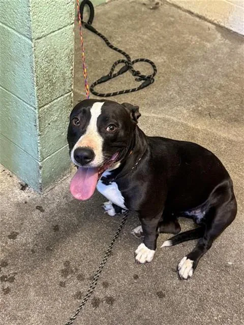 A young medium-sized female Pit Bull Terrier dog named Valentine for adoption in Sacramento, CA
