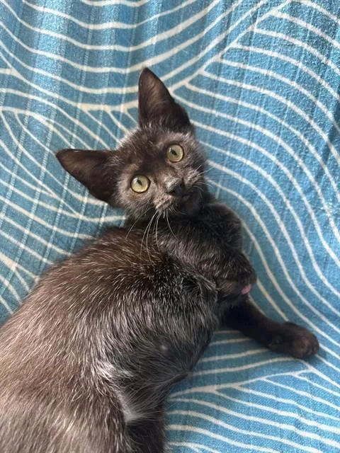 A baby small-sized male Domestic Short Hair cat named Woody for adoption in Miami, FL
