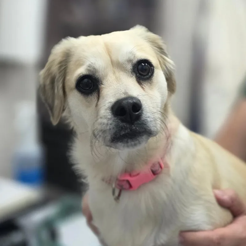 An adult medium-sized female Yellow / Tan / Blond / Fawn Mixed Breed dog named Sadie for adoption in Huntsville, AL