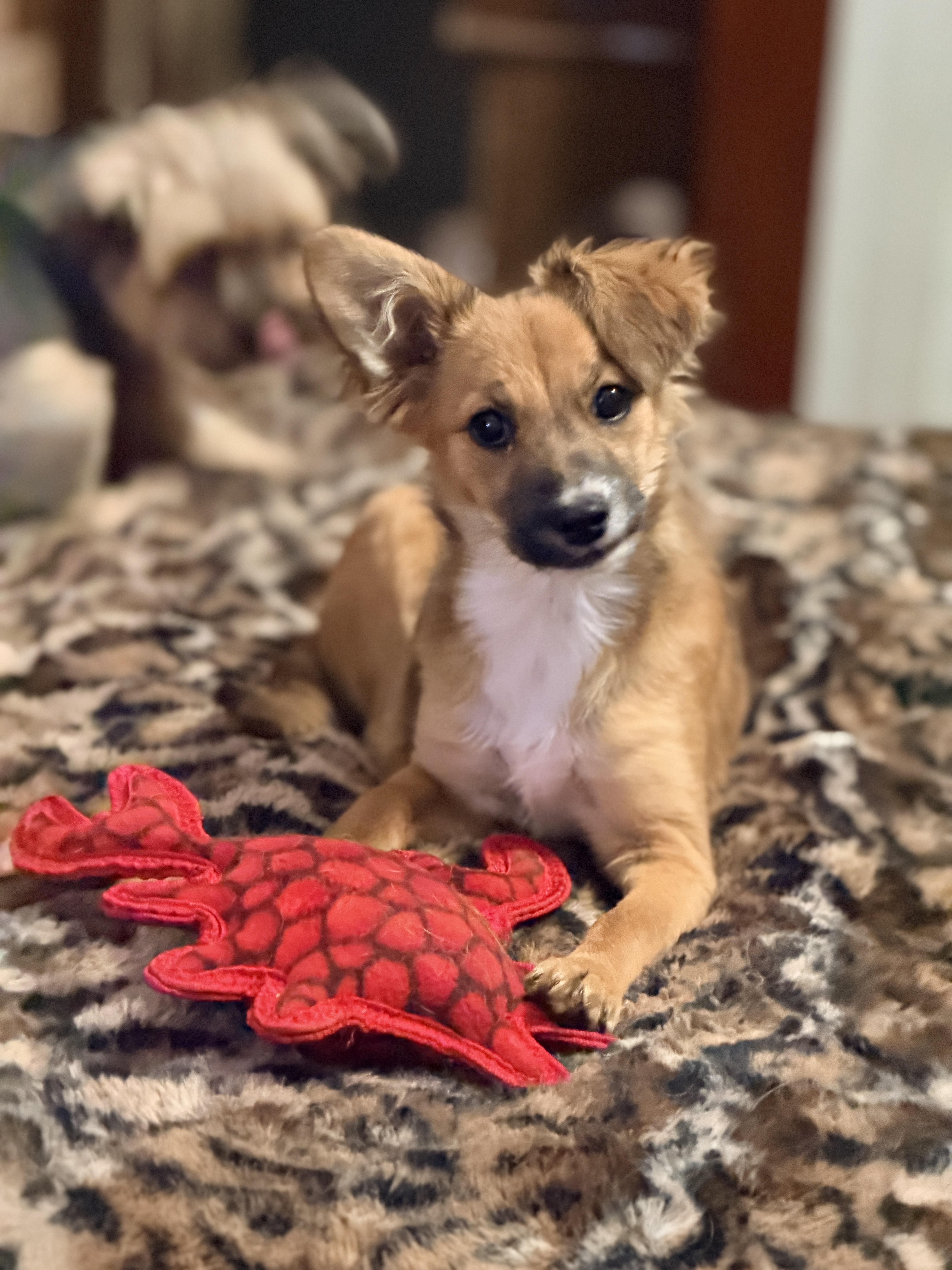 A baby small-sized female Tricolor (Brown, Black, & White) Australian Shepherd dog named Cinnamon for adoption in Dripping Springs, TX