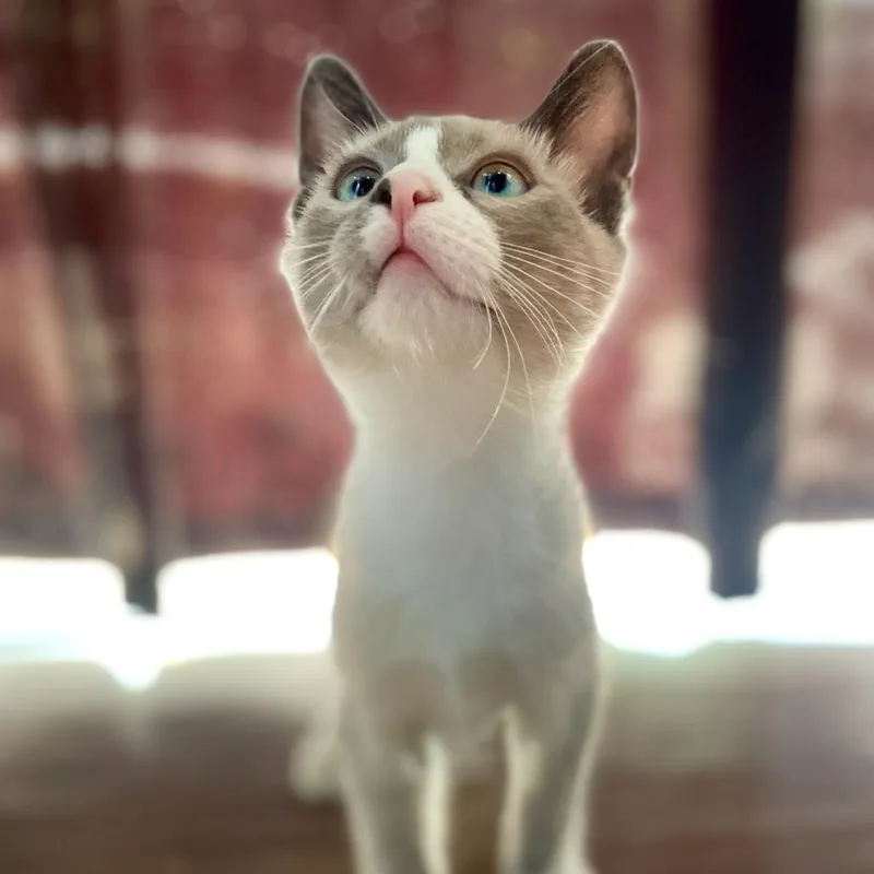 A young medium-sized male Domestic Short Hair cat named Jinx for adoption in Stokesdale, NC