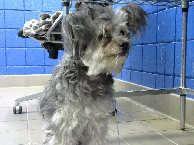 An adult small-sized female Chihuahua dog named Karen for adoption in Albuquerque, NM