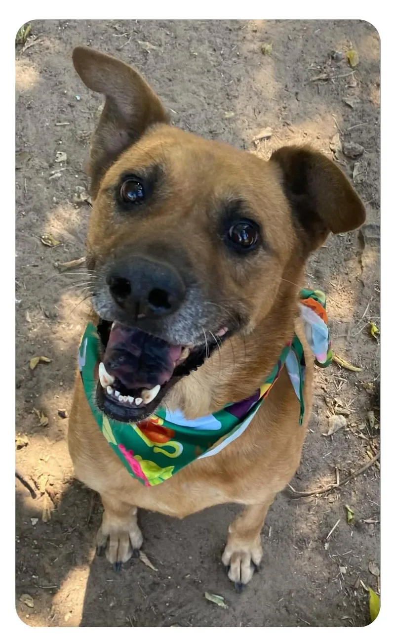 An adult medium-sized male Mixed Breed dog named Gizmo for adoption in Denison, TX