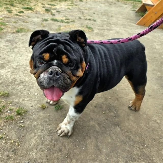 Auggie