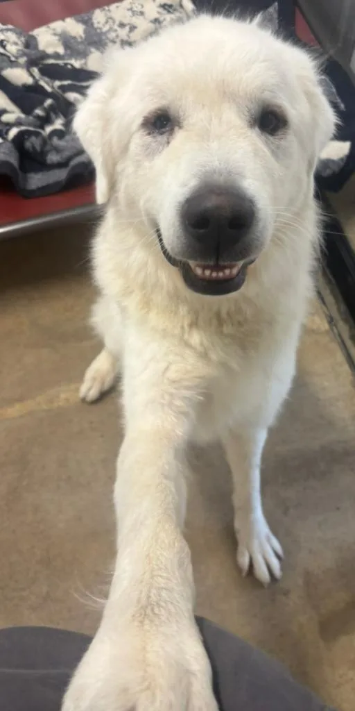 An adult extra large-sized male Great Pyrenees dog named Falkor for adoption in Viroqua, WI