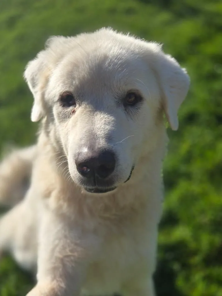Falkor thumbnail 2