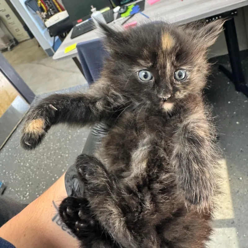 A baby small-sized female Domestic Medium Hair cat named Foxy for adoption in Odenville, AL