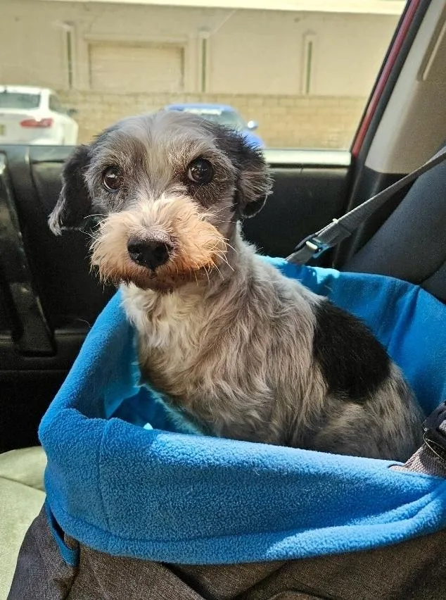 A senior small-sized female Gray / Blue / Silver Terrier dog named Princess Fiona for adoption in Littleton, CO