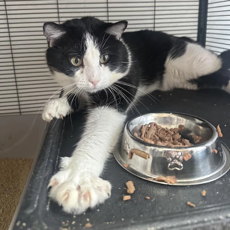 An adult large-sized male Black Domestic Short Hair cat named Fancy Man for adoption in Mount Laurel, NJ