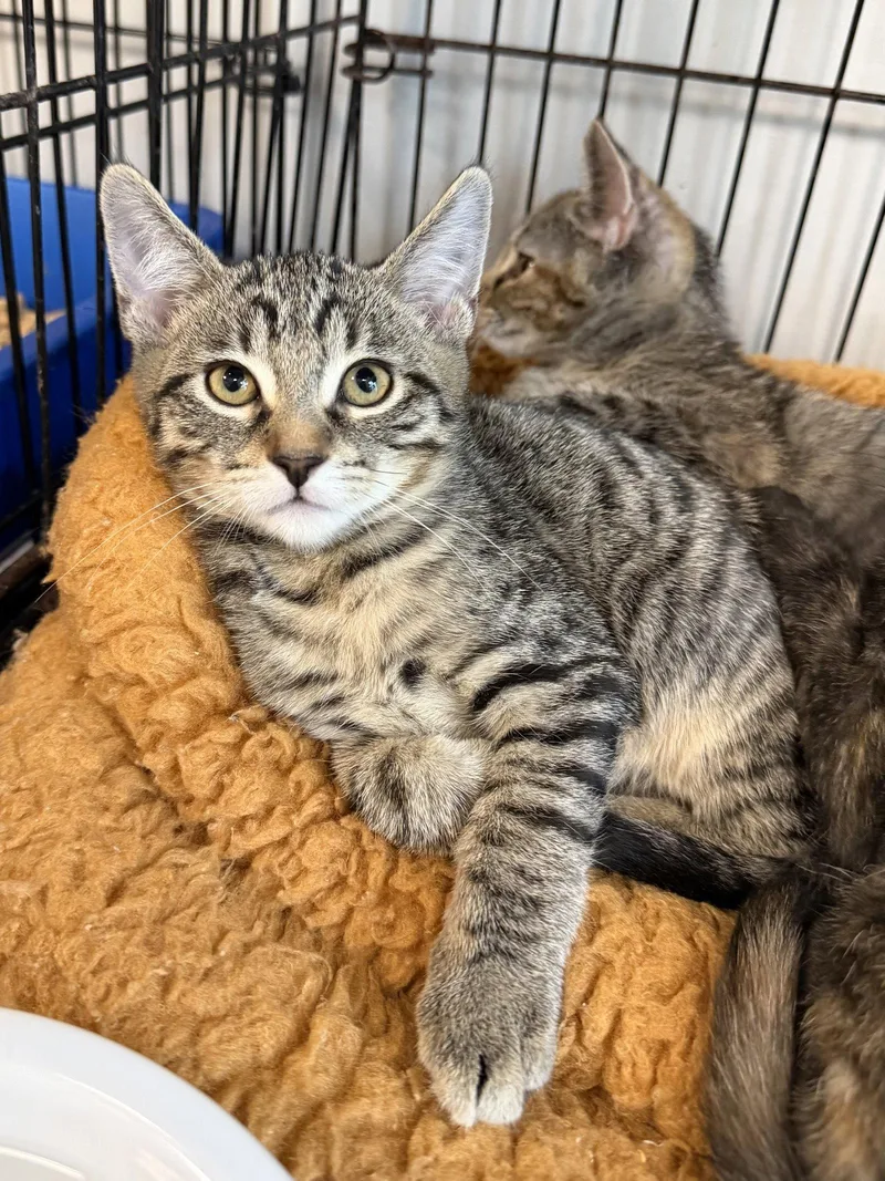 A young medium-sized male Domestic Short Hair cat named Sword for adoption in Satellite Beach, FL
