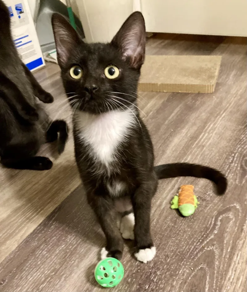 A baby small-sized male Domestic Short Hair cat named Bean Moongleam for adoption in Chandler, AZ