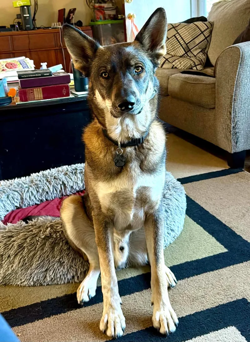 An adult medium-sized male German Shepherd Dog dog named Axel for adoption in Lewiston, ID