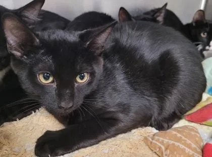 A young small-sized male Domestic Short Hair cat named Dana for adoption in Phoenix, AZ