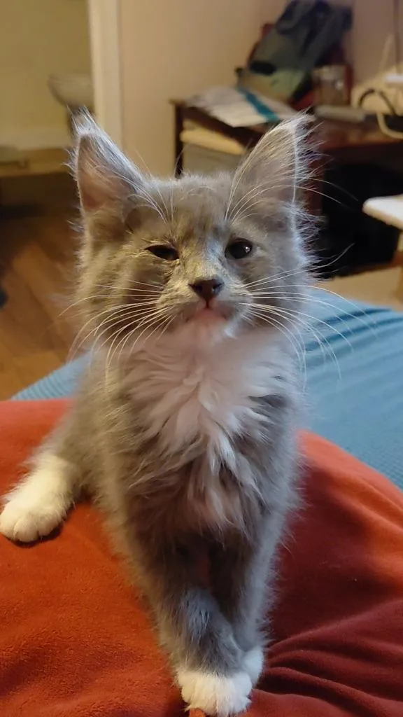 A baby medium-sized male Domestic Medium Hair cat named Potato Head for adoption in Salt Lake City, UT