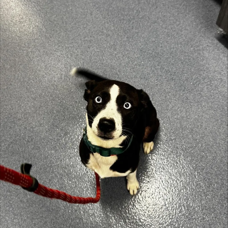An adult medium-sized female Mixed Breed dog named Lady Noodle for adoption in St Joseph, MO