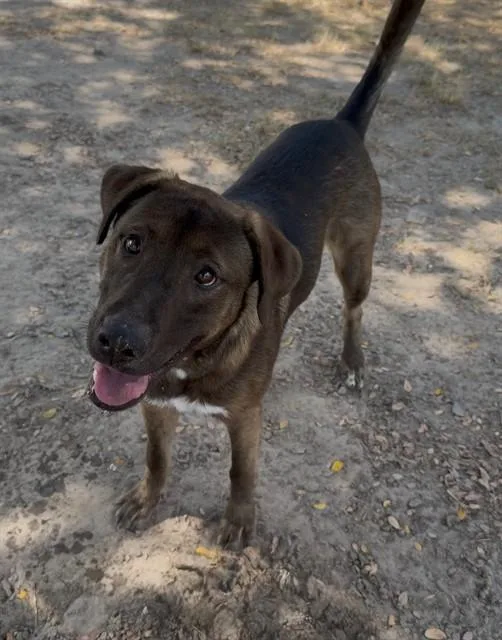A young medium-sized male Labrador Retriever dog named Arby for adoption in Conroe, TX