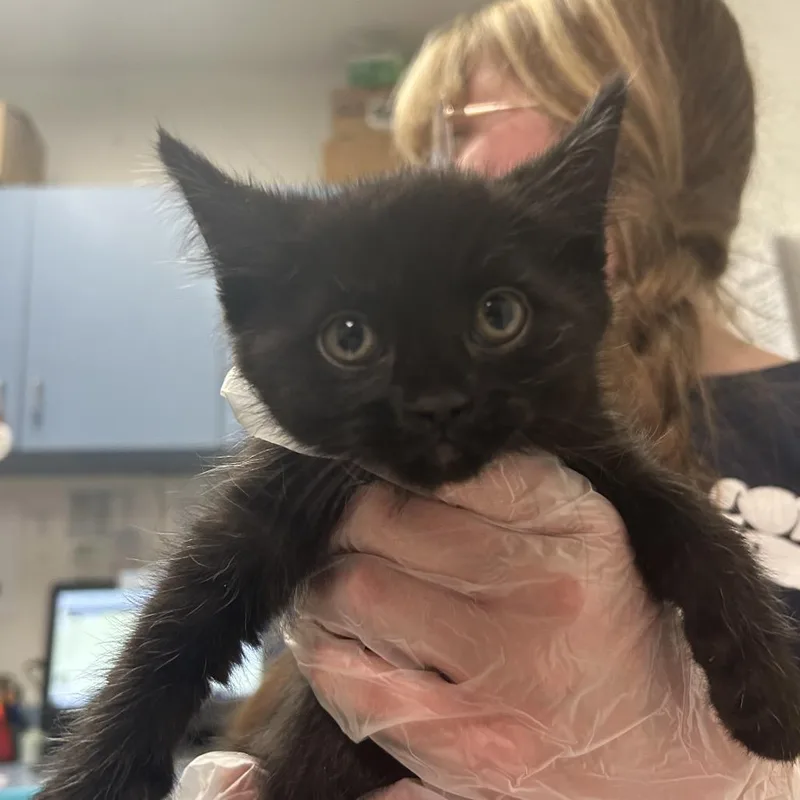 A baby small-sized male Black Domestic Medium Hair cat named Shooky for adoption in Charleston, WV