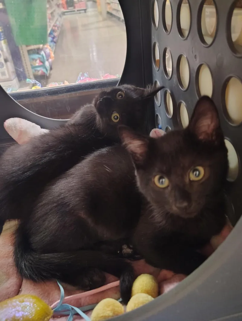 A baby medium-sized female Domestic Short Hair cat named Buddha Belly for adoption in Lincoln, CA
