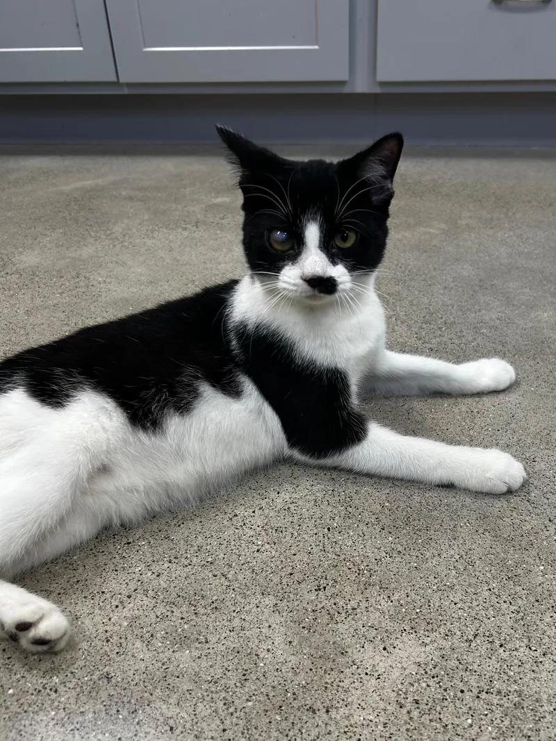 A young medium-sized female Black & White / Tuxedo Tuxedo cat named Iris for adoption in Sandusky, MI