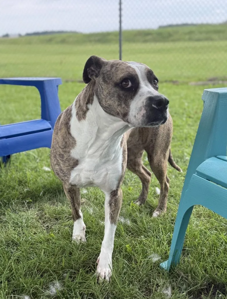An adult medium-sized female Boxer dog named Robyn for adoption in Hartford City, IN