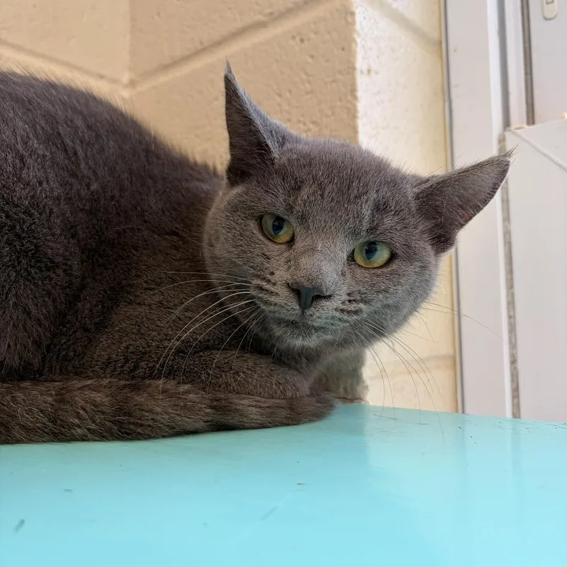 A young medium-sized female Gray / Blue / Silver Domestic Short Hair cat named River for adoption in Franklin, NC