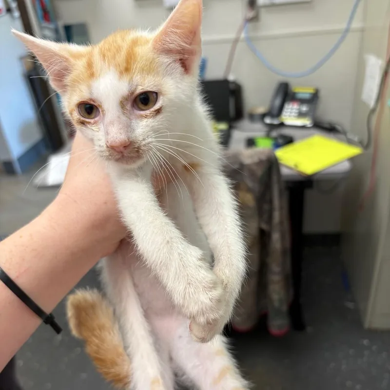 A baby small-sized male Orange / Red Domestic Short Hair cat named Dale for adoption in Columbiana, AL